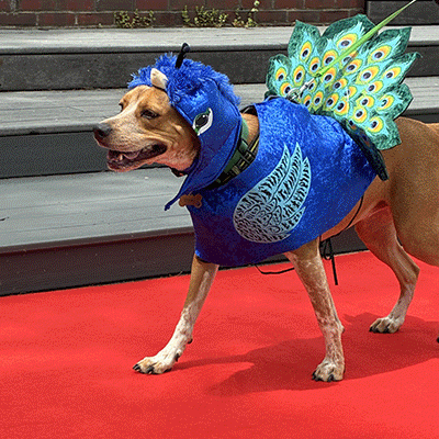 Dog in a peacok costume