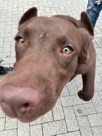 Close up of dog face